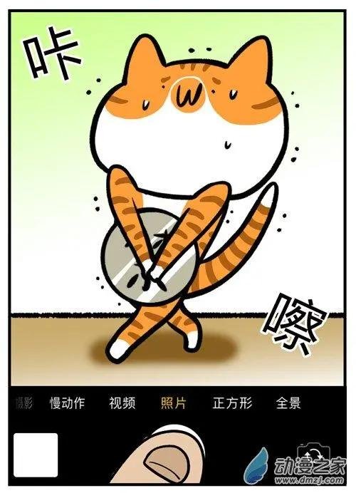 第12回 猫的颜值，由你的摄影技术决定