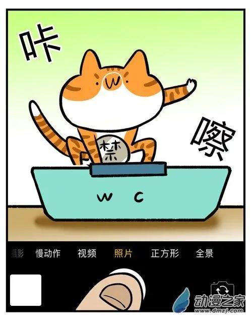 第12回 猫的颜值，由你的摄影技术决定
