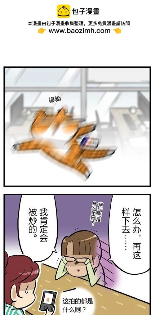第19回 爱狗的人，无法真正爱猫？