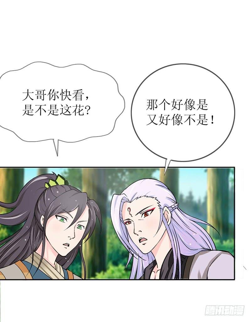 传说中的白岩草出现啦！