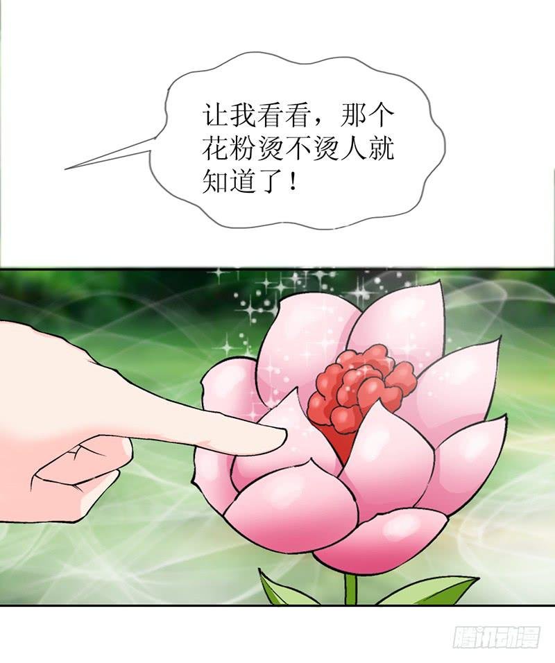 传说中的白岩草出现啦！