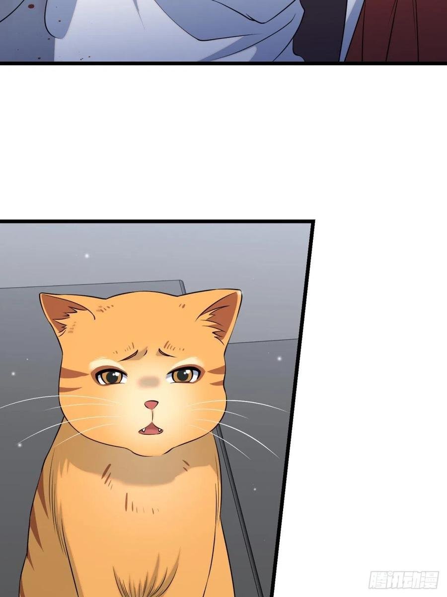 猫灵6