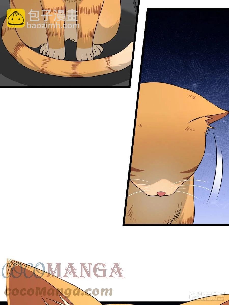 猫灵6