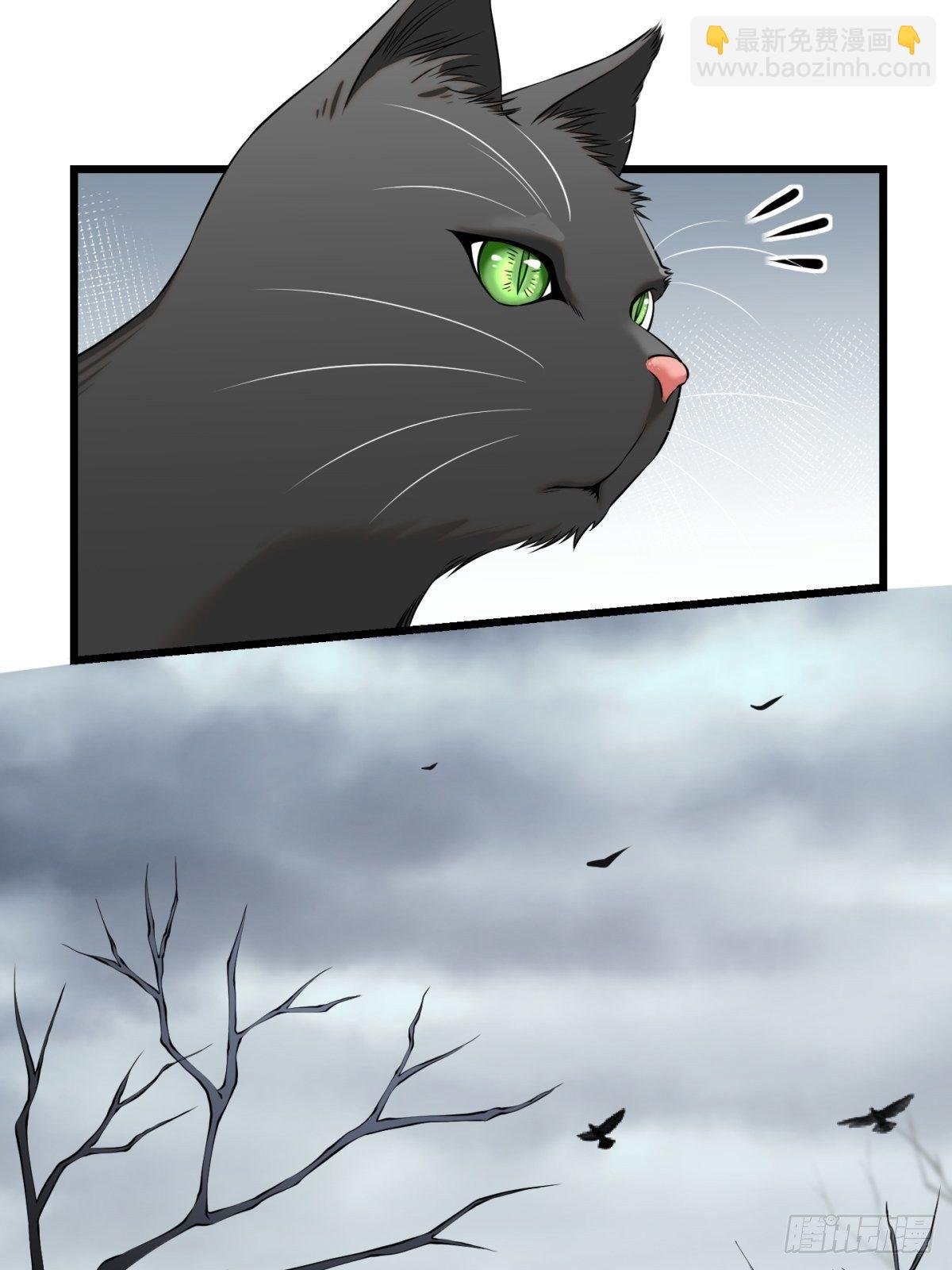 猫灵8