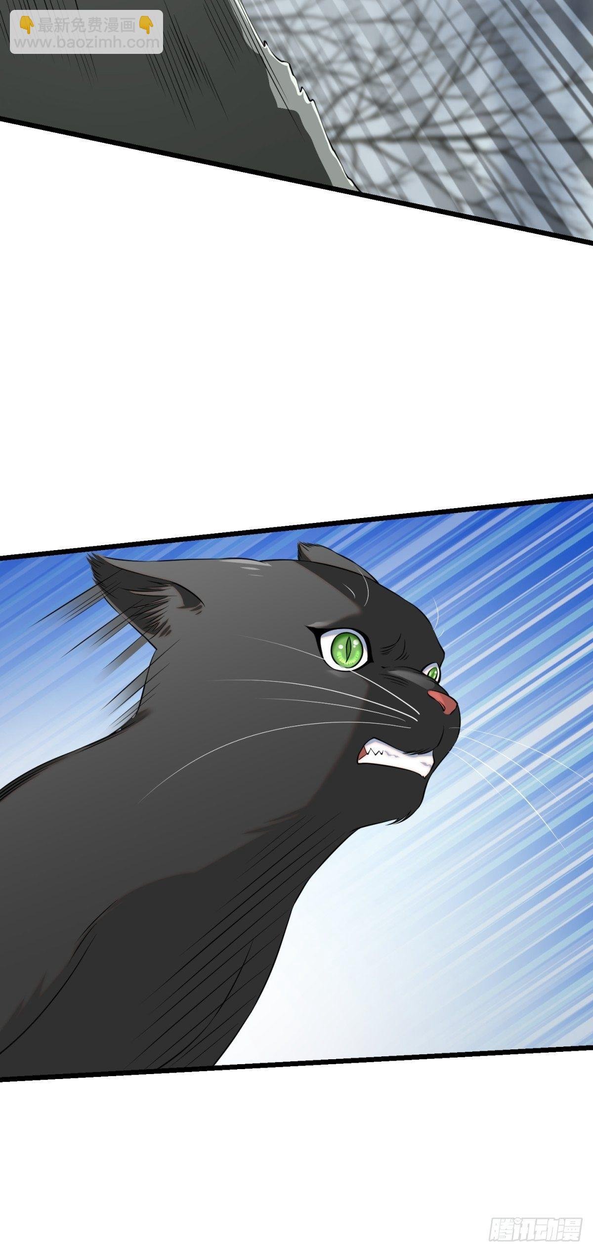 猫灵8